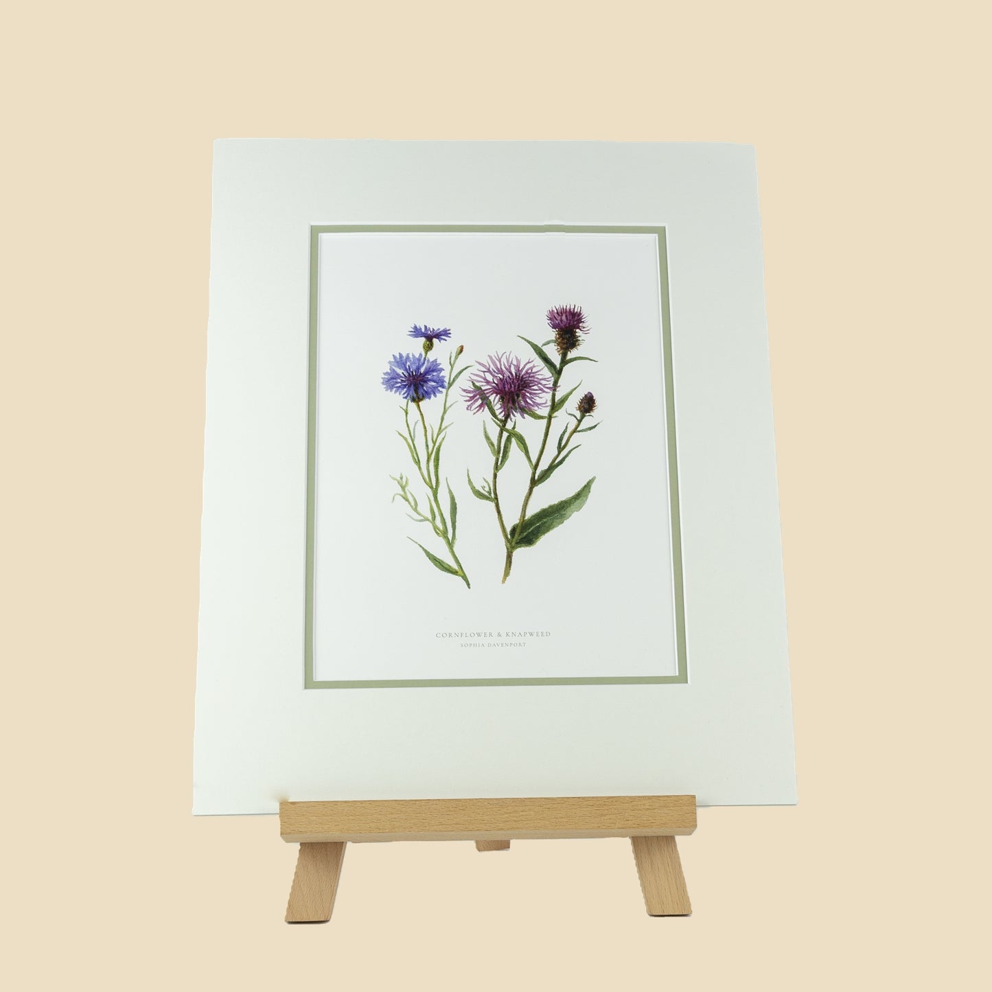 Cornflower