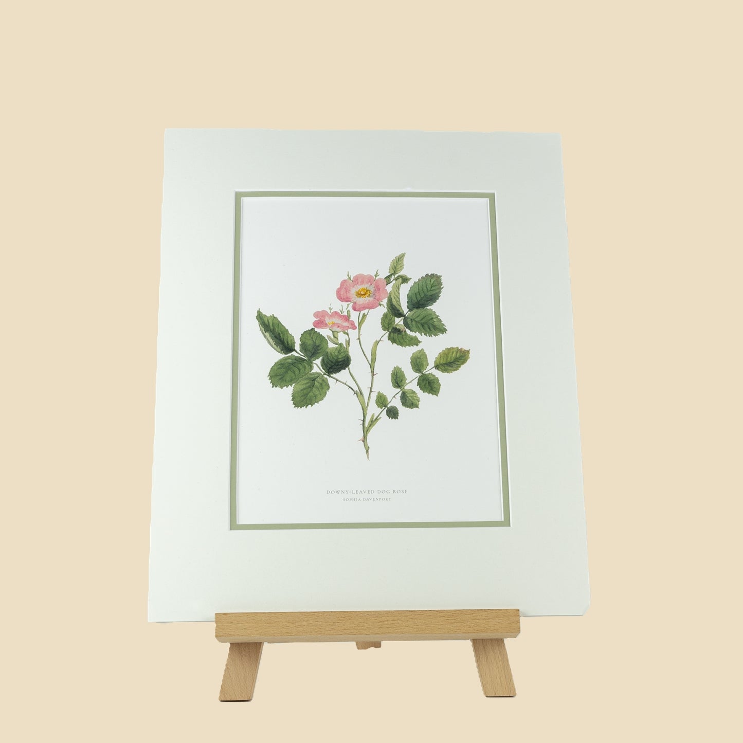 Dog Rose