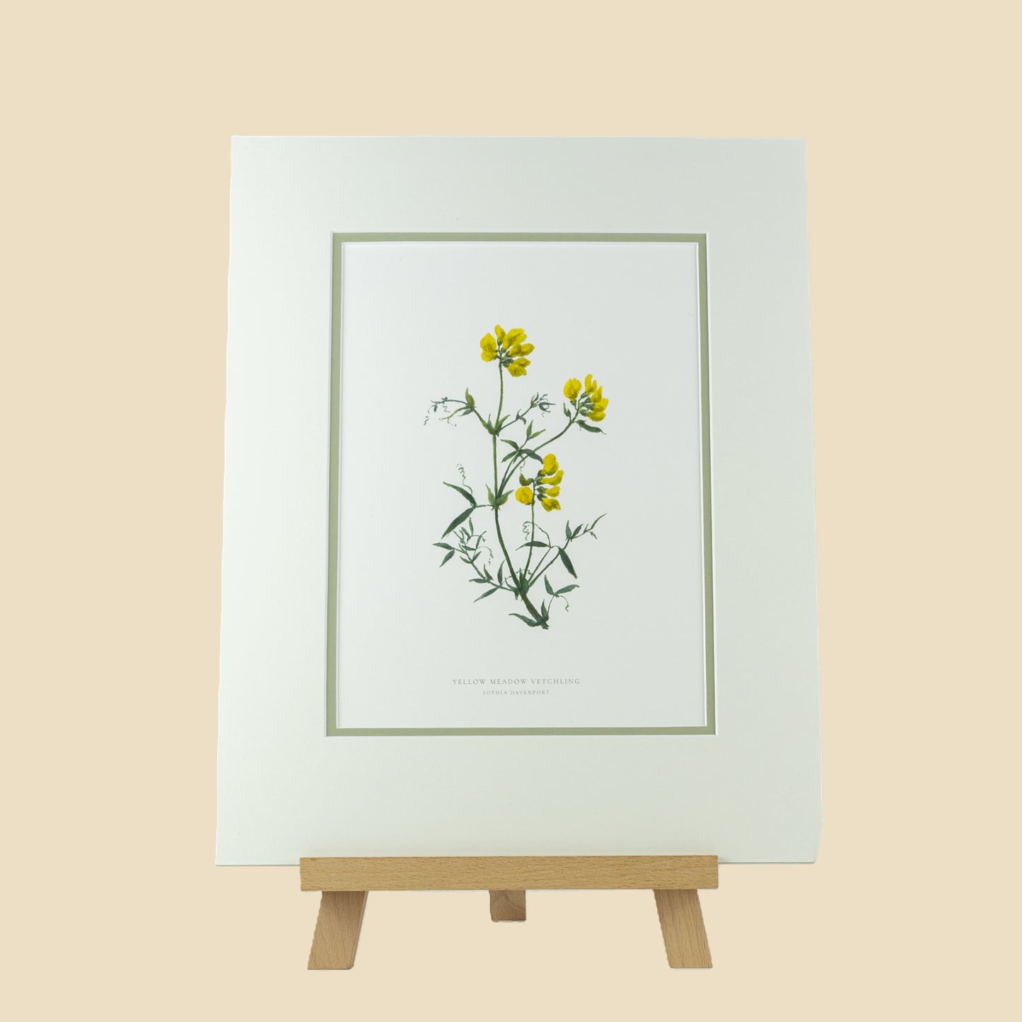 Meadow Vetchling