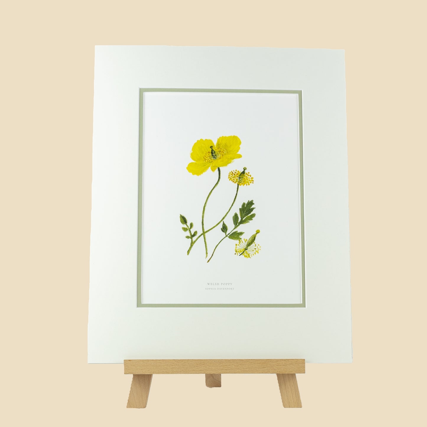 Welsh Poppy