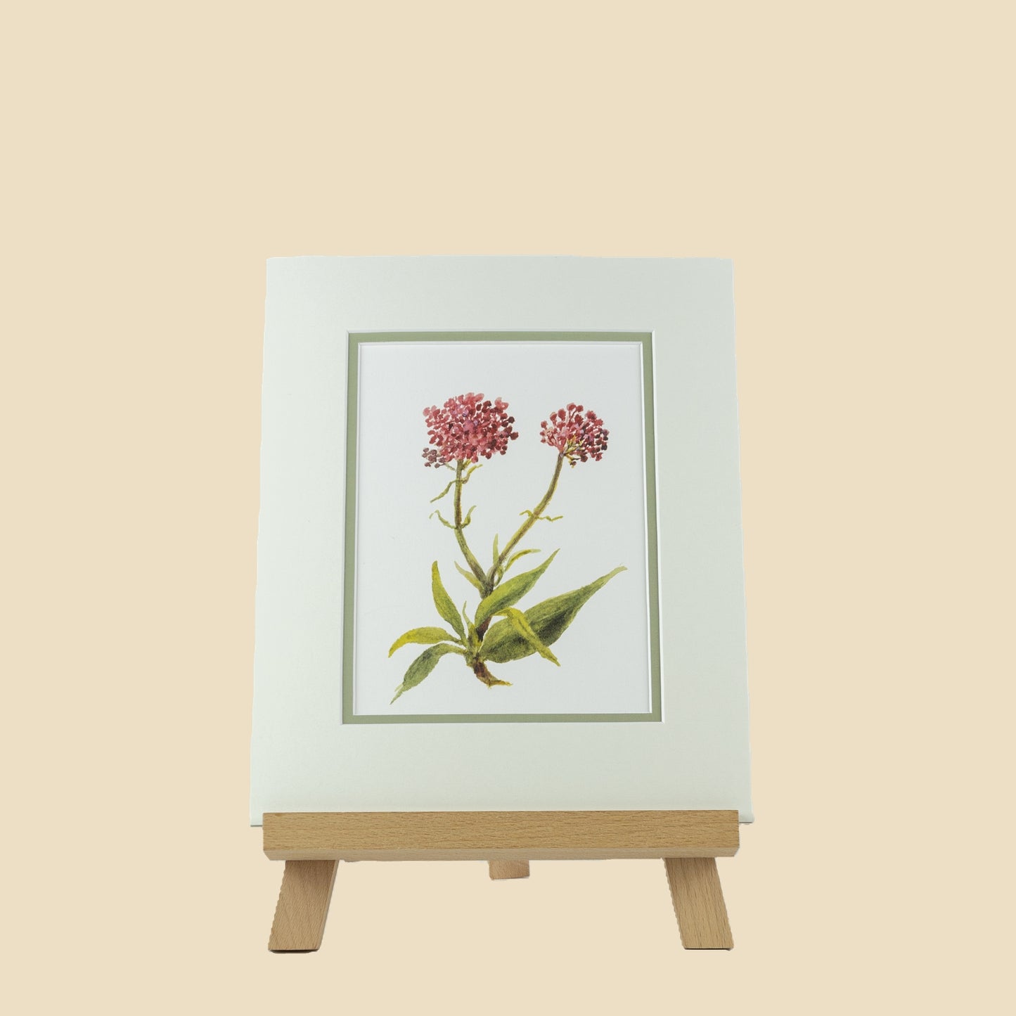 Red Valerian