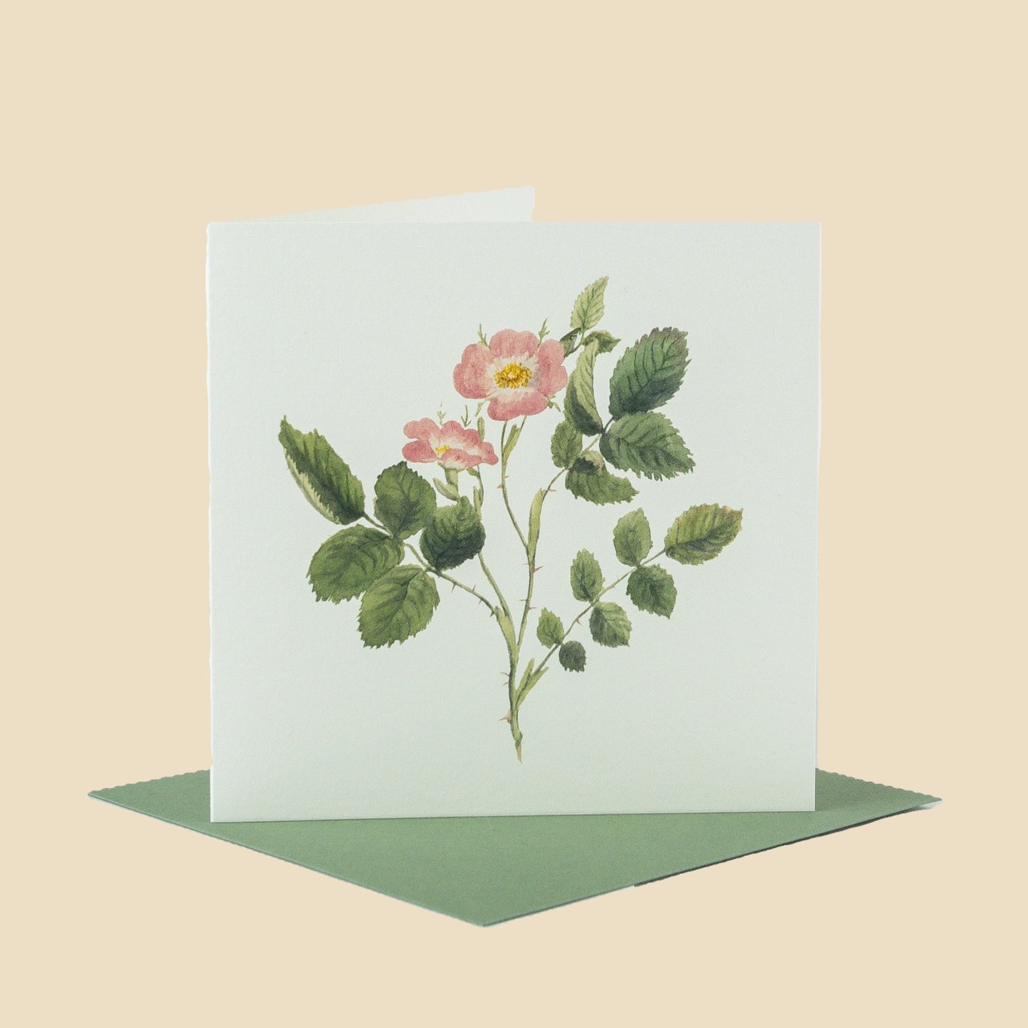 Dog Rose
