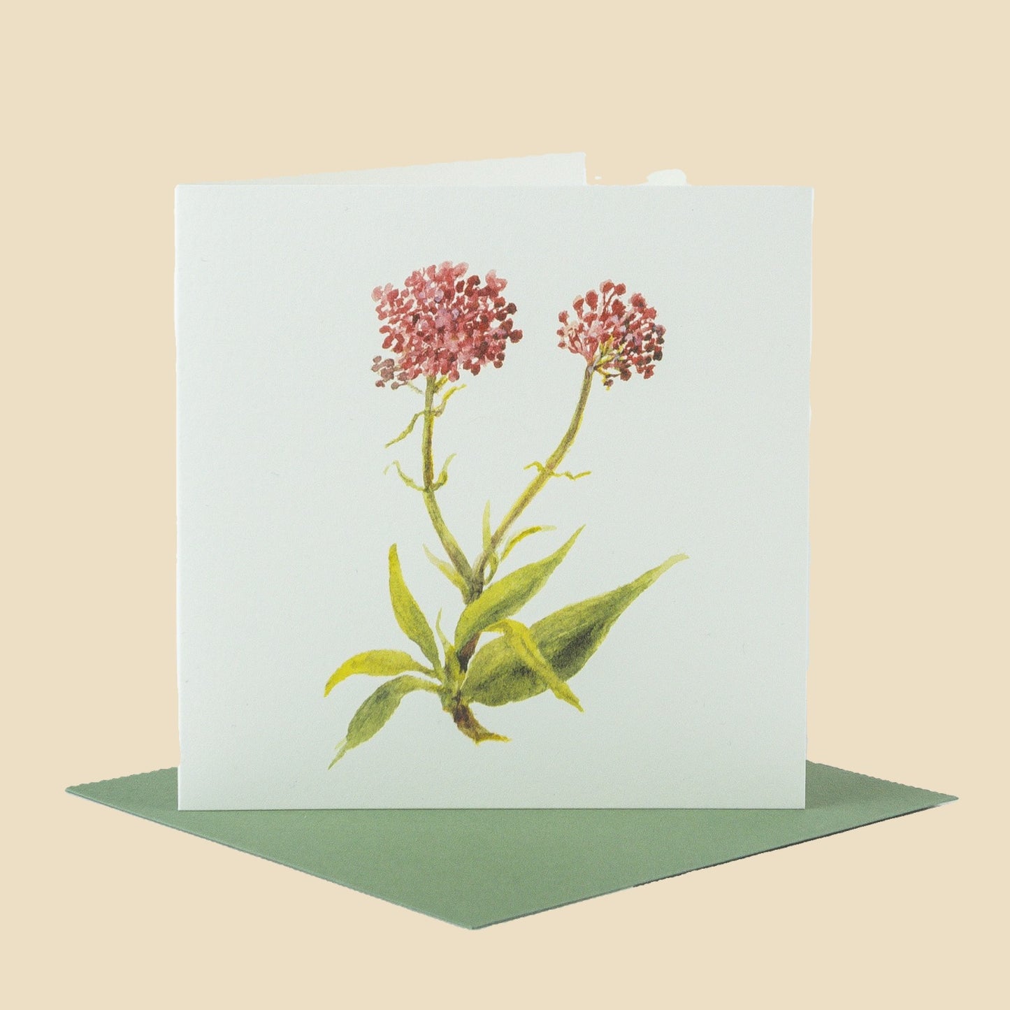 Red Valerian