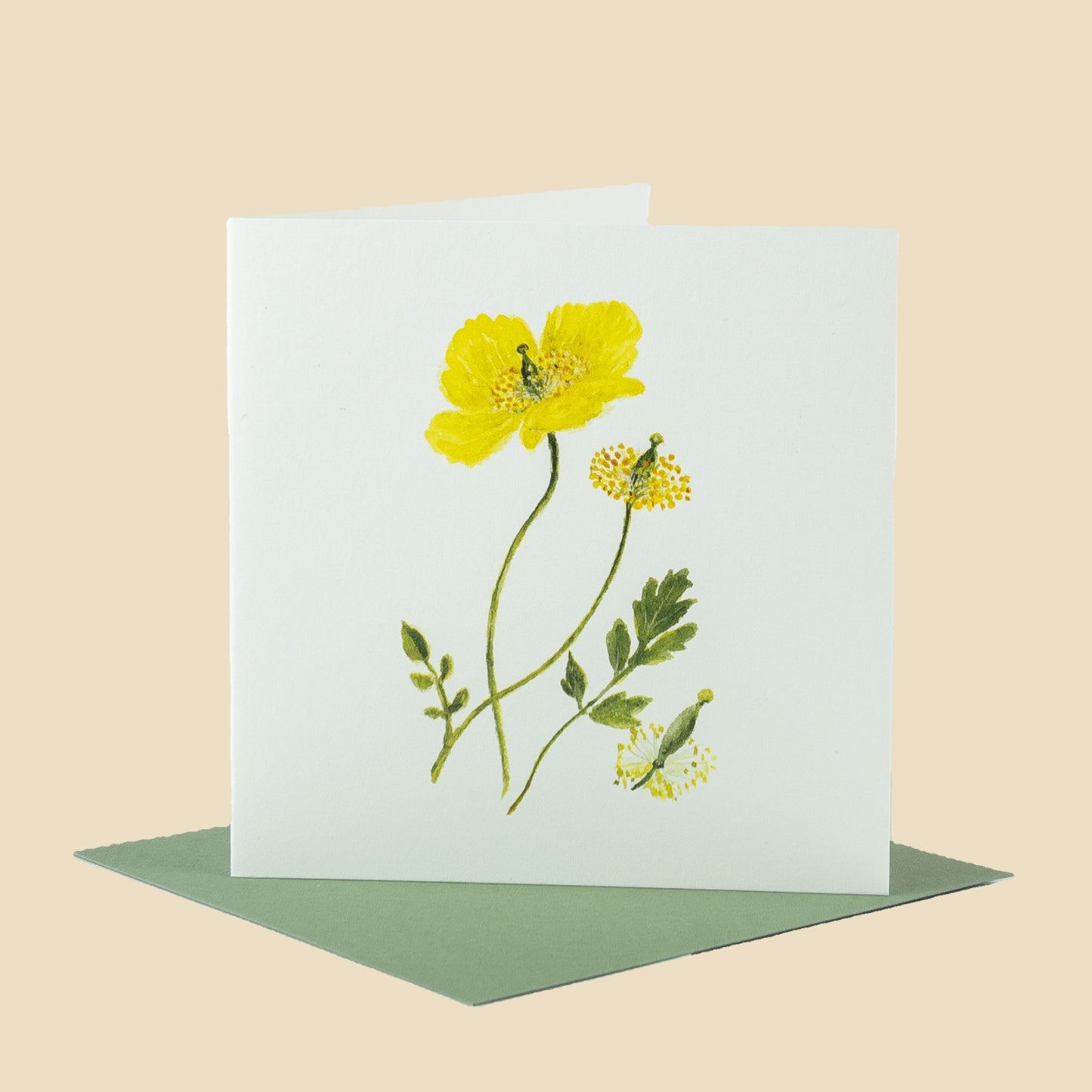 Welsh Poppy