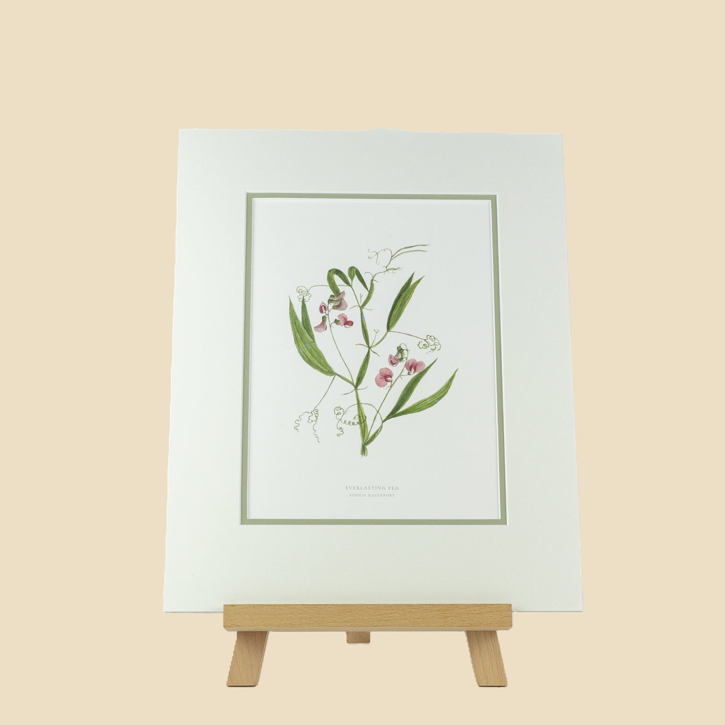 Everlasting Pea
