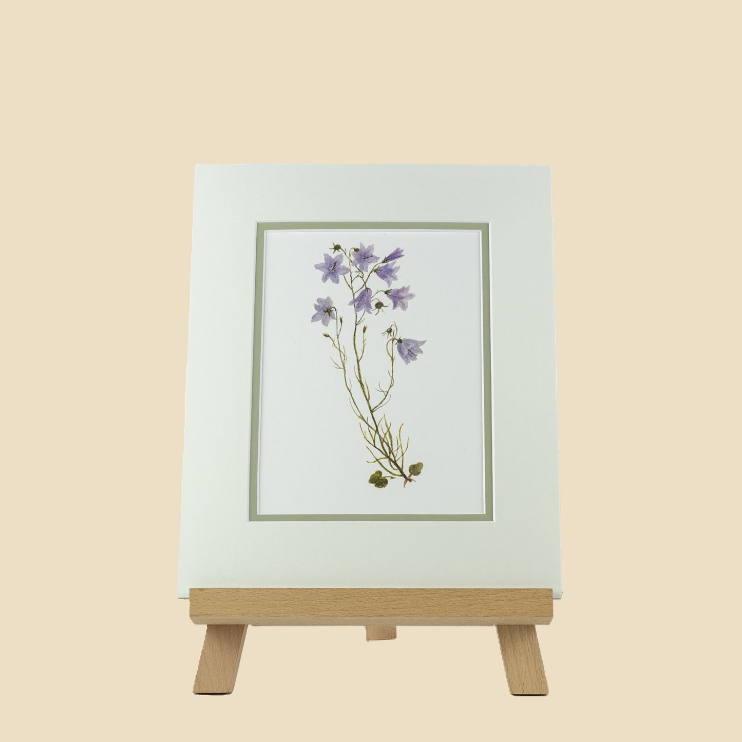 Harebell