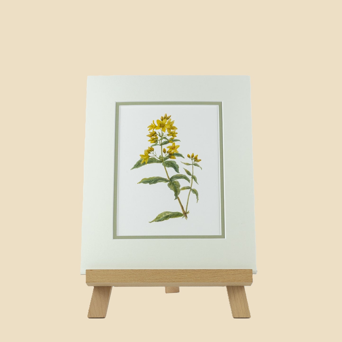 Loosestrife