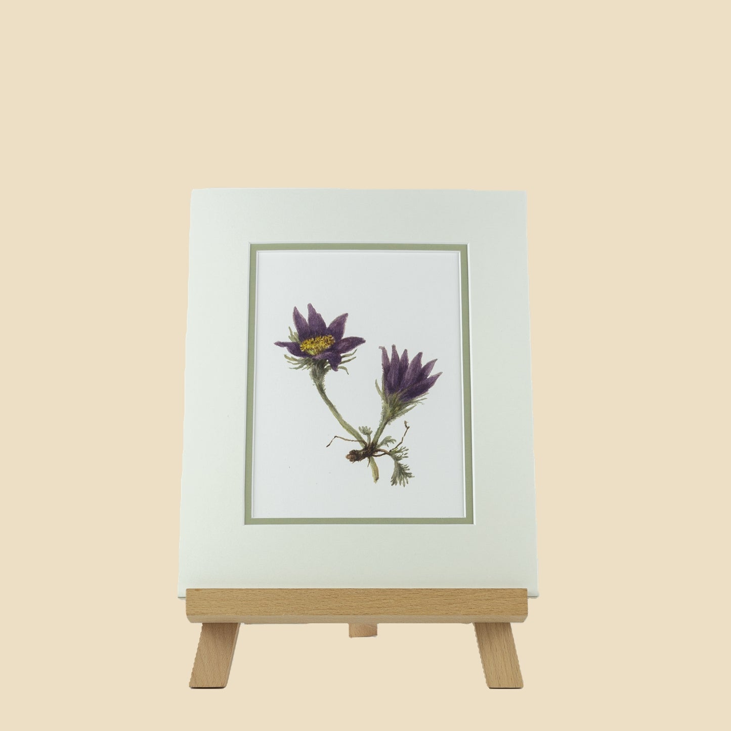 Meadow Anenome