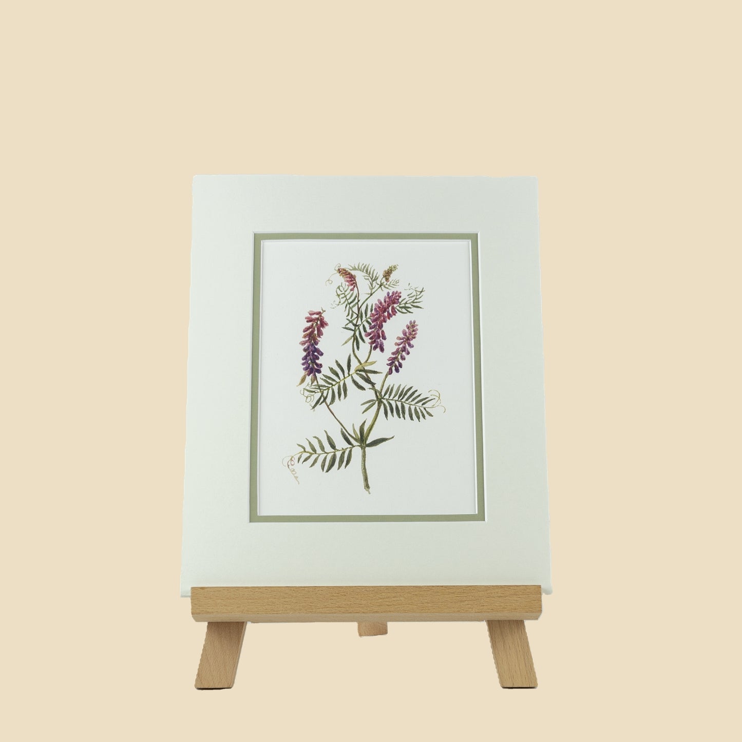 Tufted Vetch