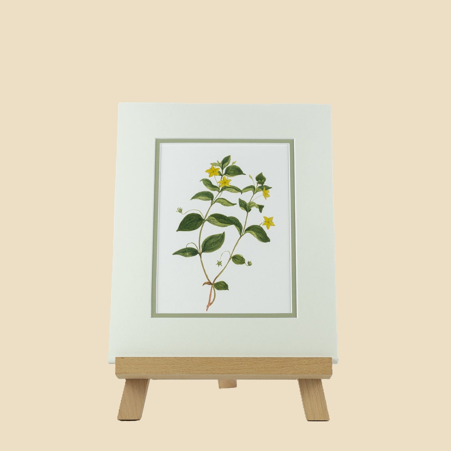 Yellow Pimpernel