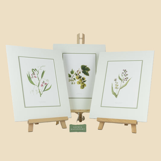 Wildflower Art Prints