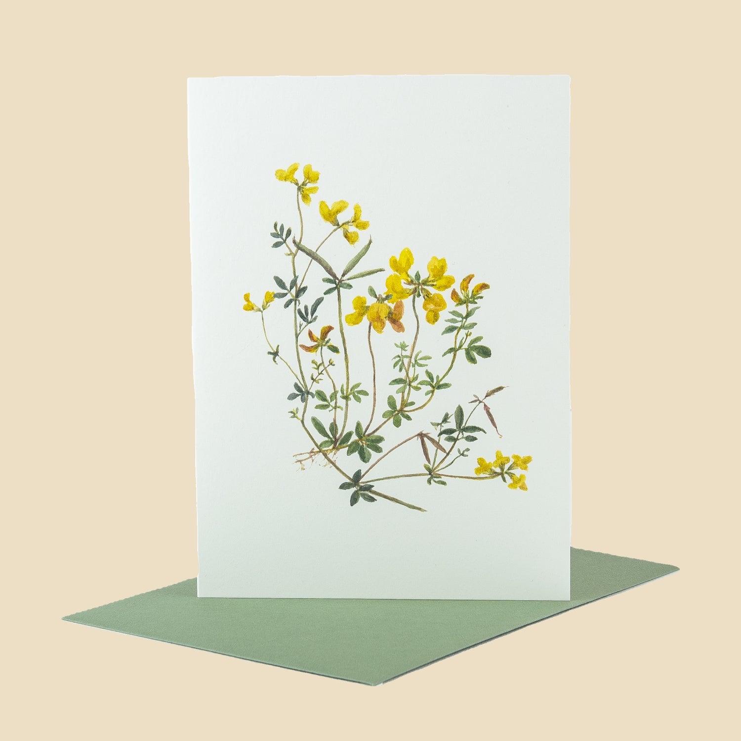 Bird's Foot Trefoil