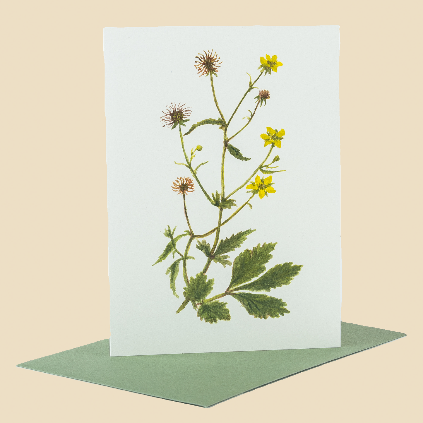 Wildflower Greeting Cards and Notelets