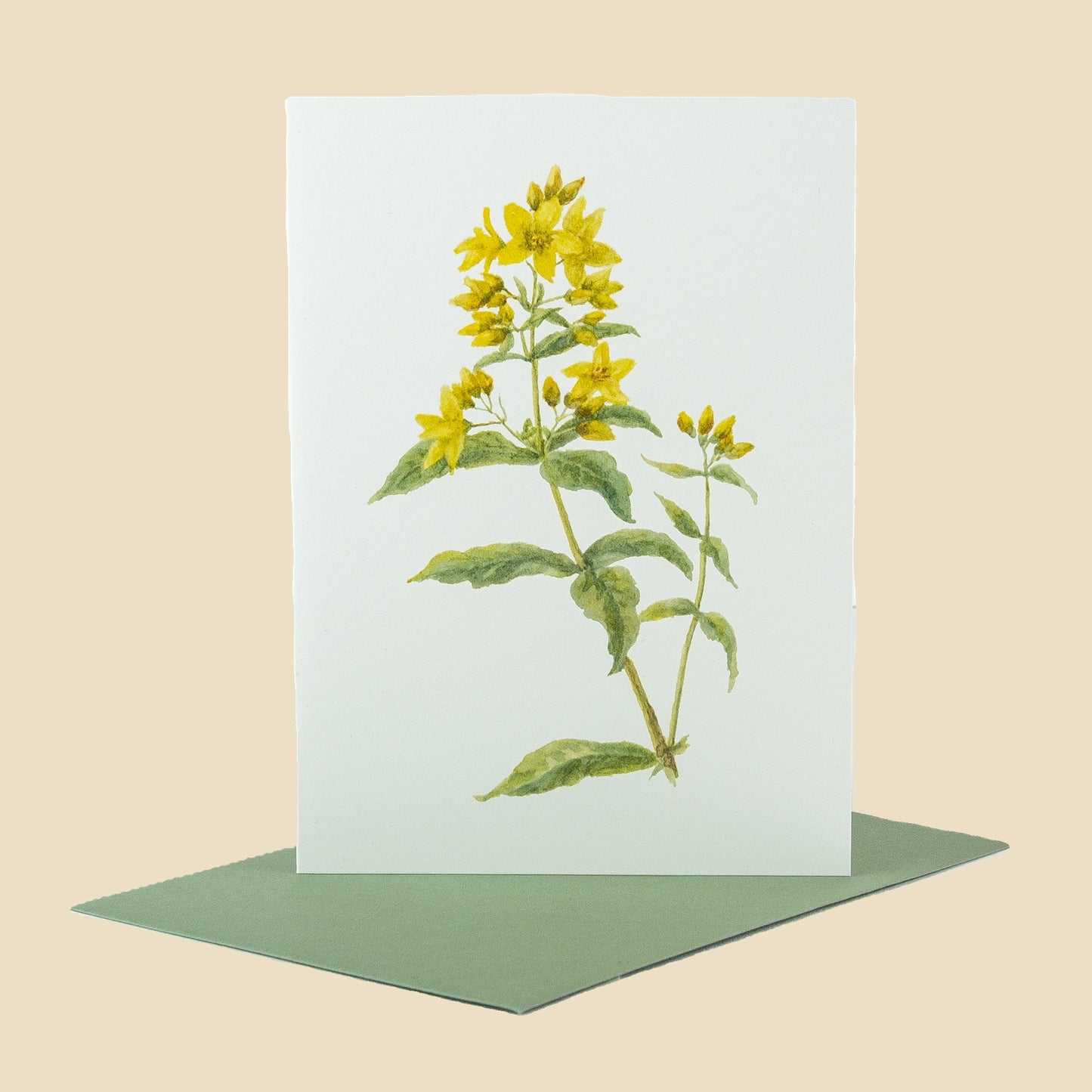 Loosestrife