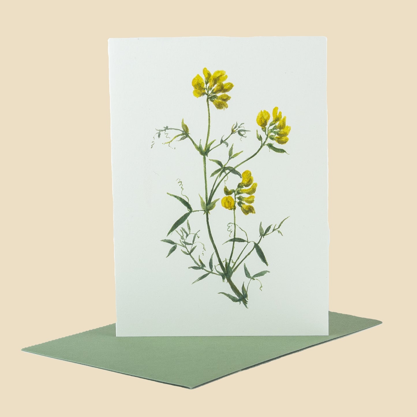 Meadow Vetchling