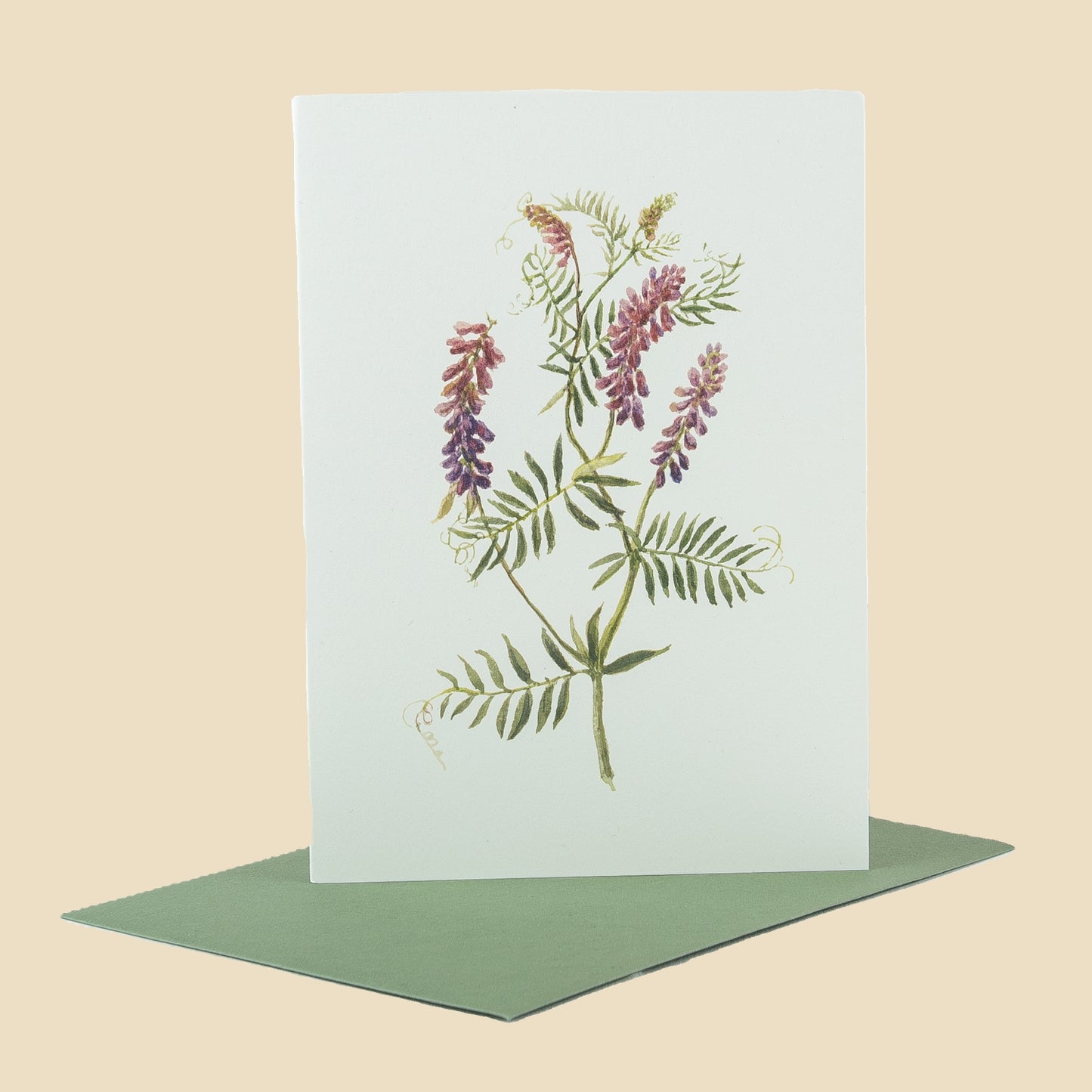 Tufted Vetch