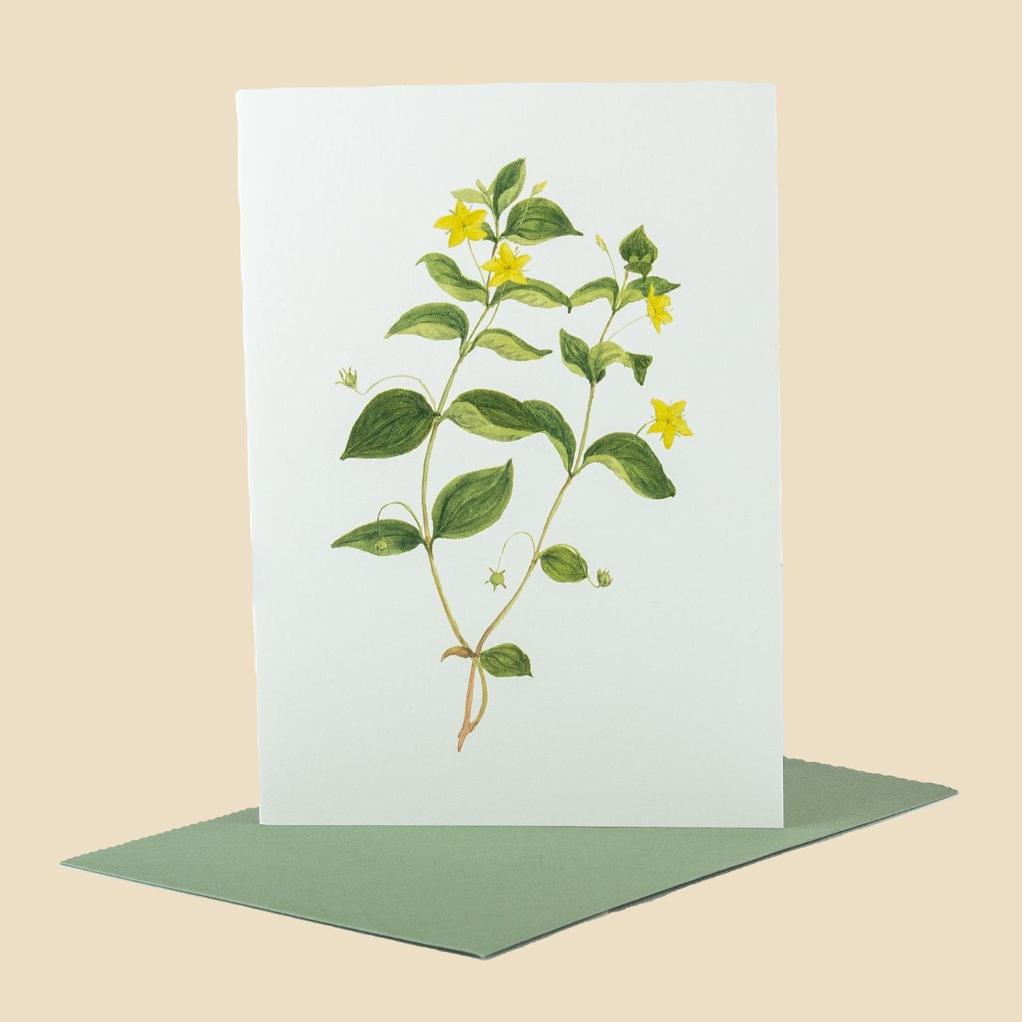 Yellow Pimpernel