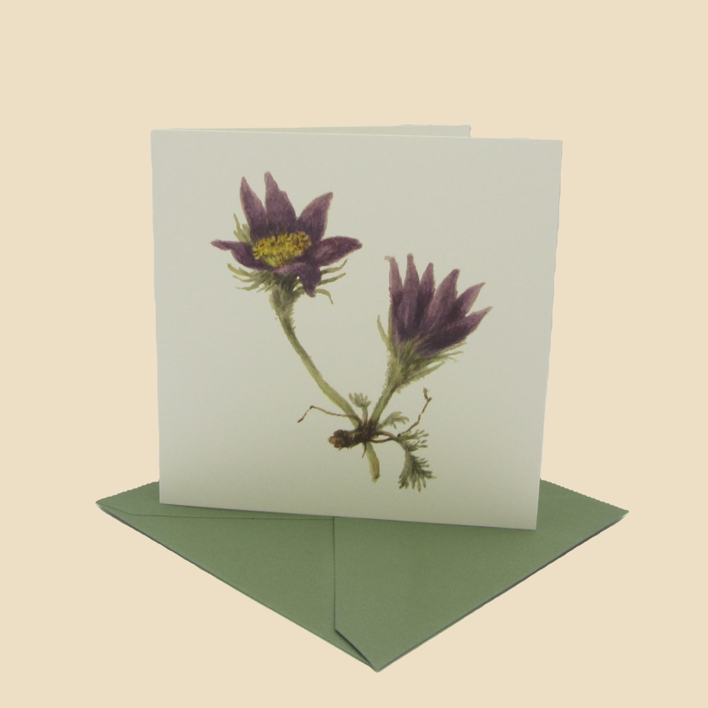 Meadow Anenome