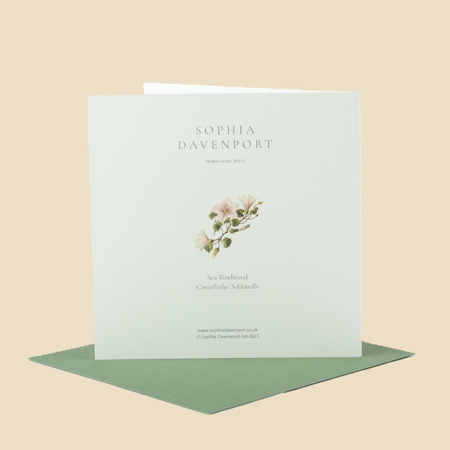 Sea Bindweed