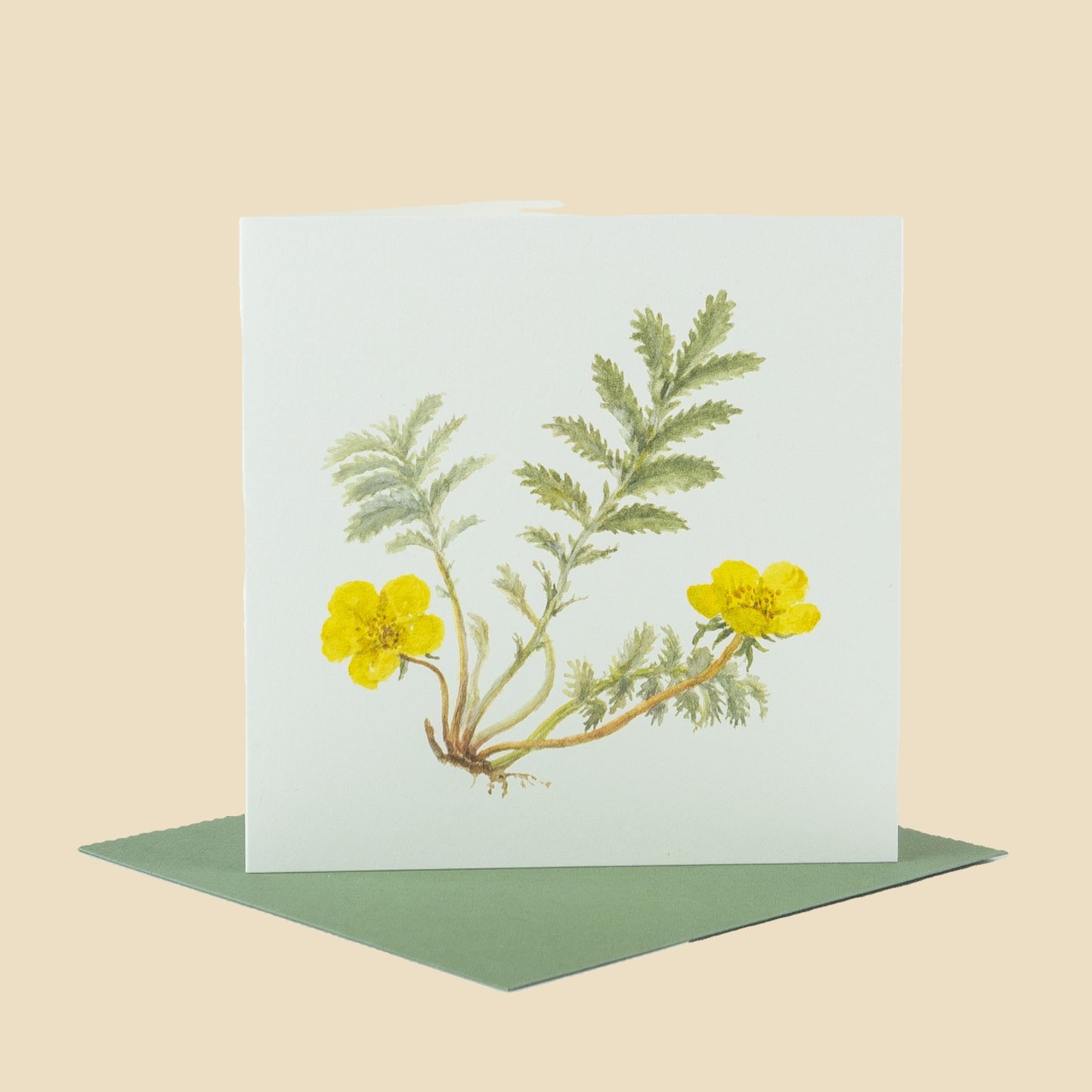 Silver Weed