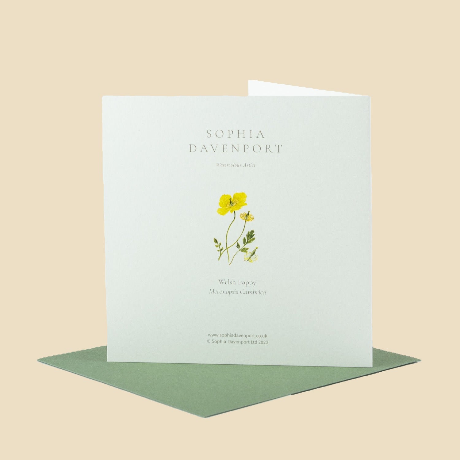 Welsh Poppy