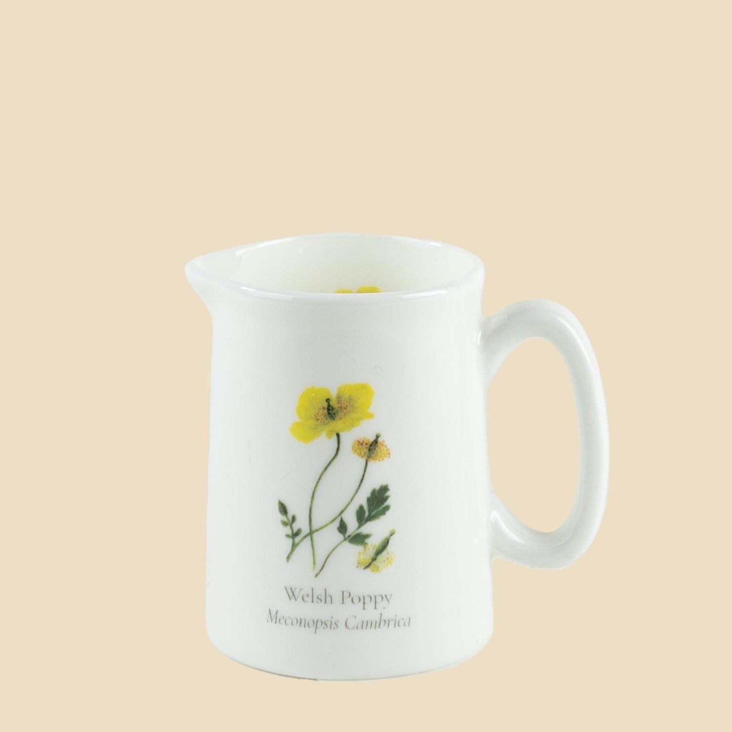 Welsh Poppy