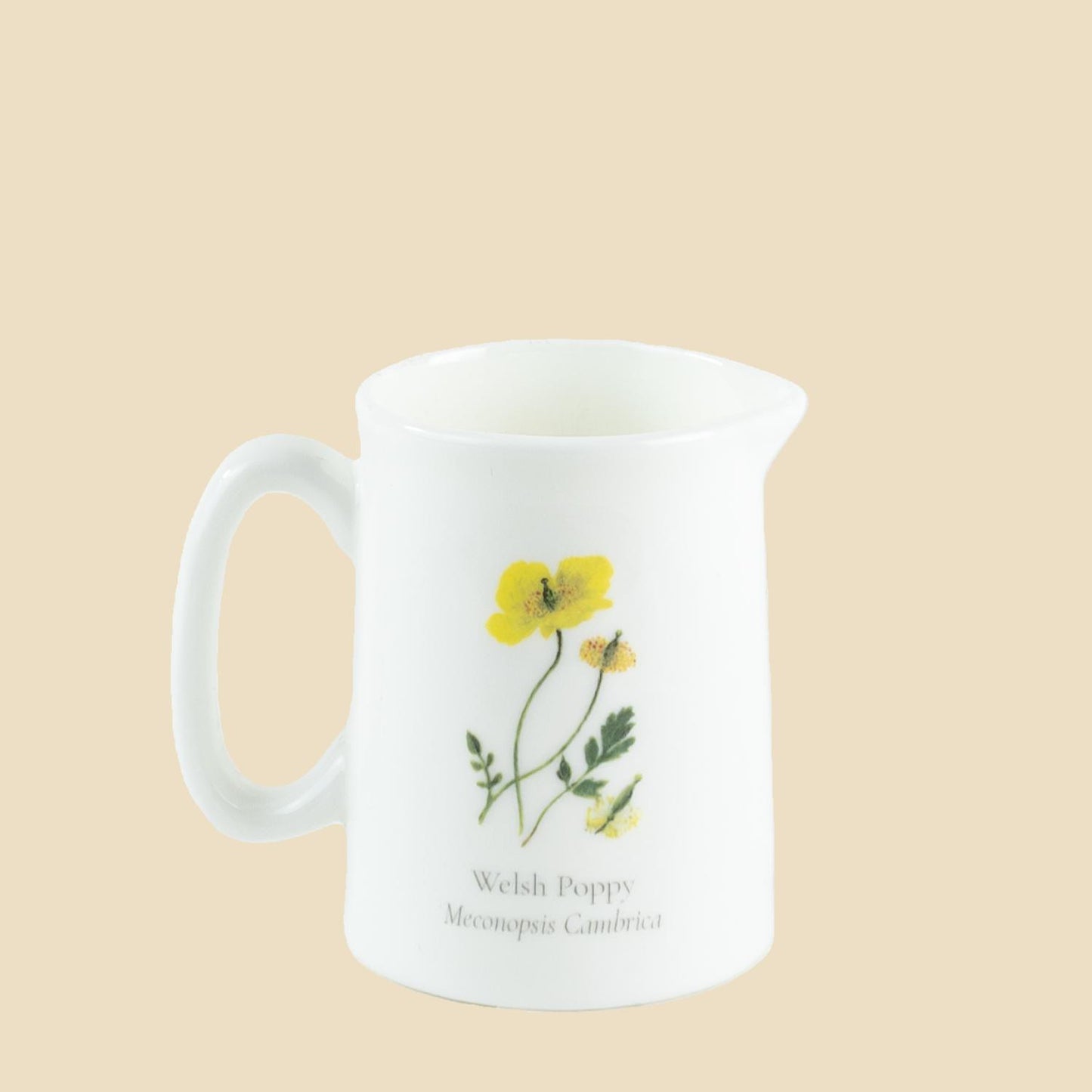 Welsh Poppy