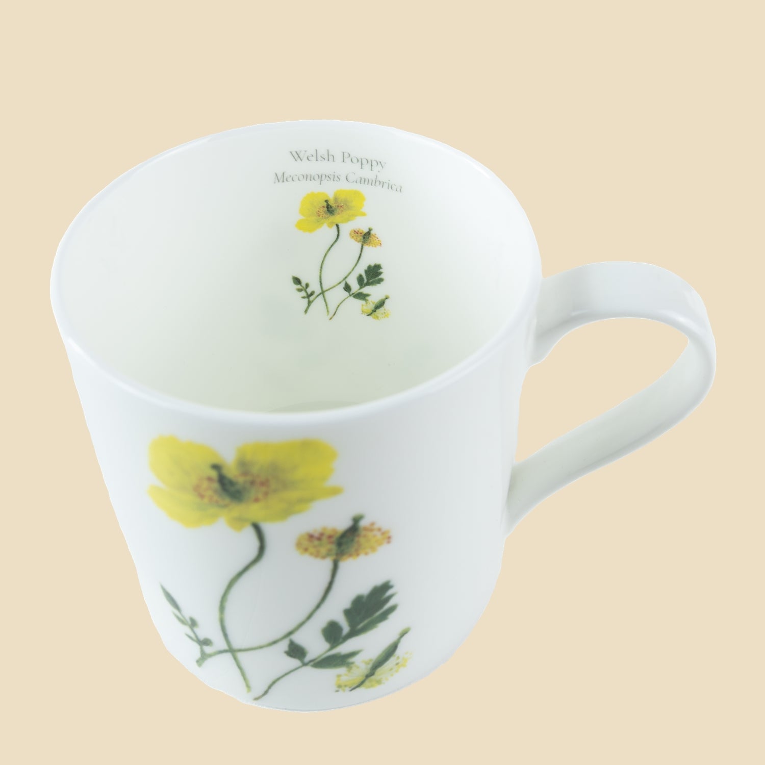 Welsh Poppy