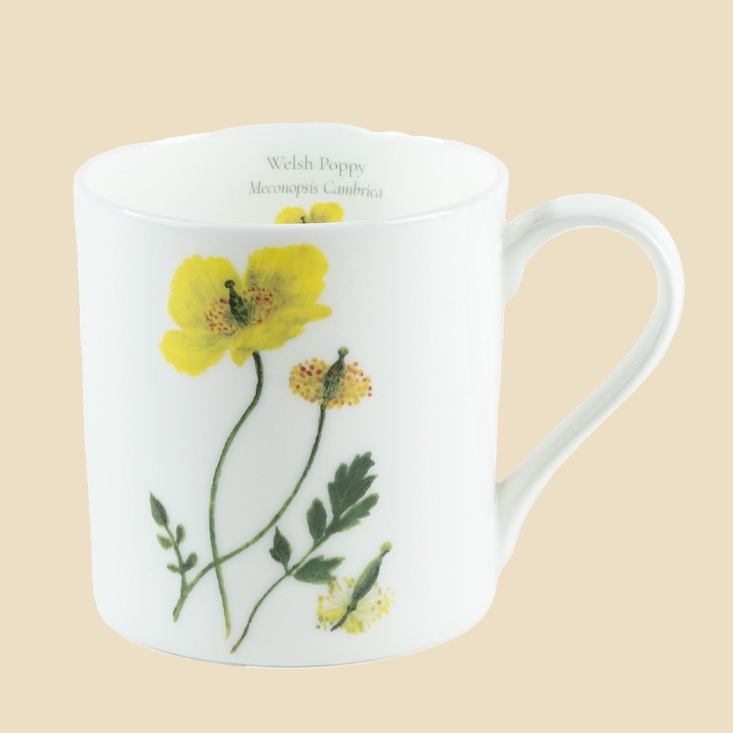 Welsh Poppy