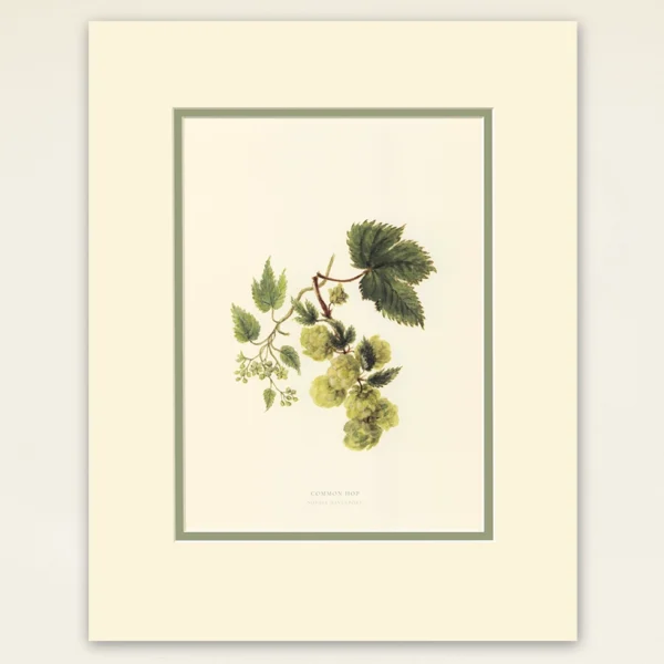 A4 Prints