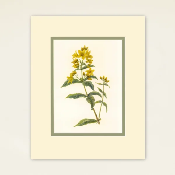 Art Print A5 Loosestrife